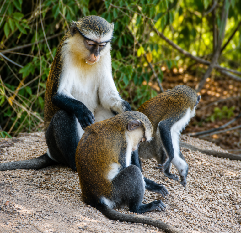 Owabi Wildlife Sanctuary