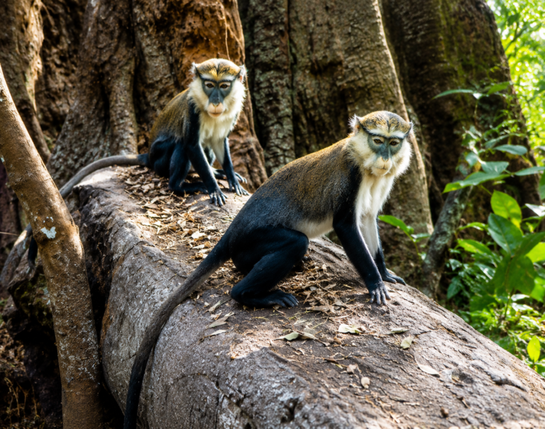 Owabi Wildlife Sanctuary