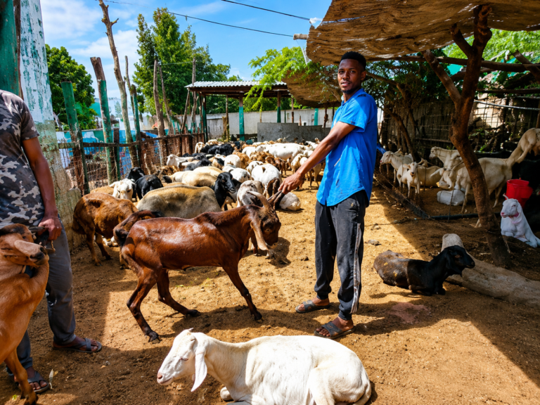 Livestock Prices Drop Ahead of Eid-ul-Adha Celebrations in Kumasi